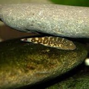 Gastromyzon zebrinus  4-5 cm.